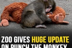 The video of punch broke the hearts of millions online!