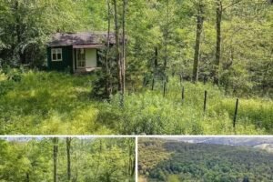 Nature Lover’s Dream – Tranquil 1.5-Acre Retreat with Charming Tiny Bungalow!