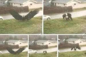 Mysterious Giant Raptor Spotted in Texas Captivates Scientists and Locals