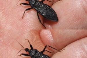 Please help! My father was just bitten by this bug in our home. We don’t know what it is. Is it dangerous?