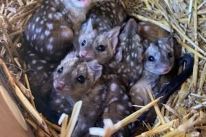 Gang finds unusually spiky creatures in nest – takes a closer look and jaws drop when they realize what kind of animals they are..