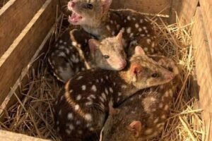 Gang finds unusually spiky creatures in nest – takes a closer look and jaws drop when they realize what kind of animals they are – OMG