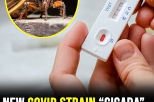 Why Experts Are Sounding the Alarm Over the New Cicada COVID Variant Emerging After Two Years Underground