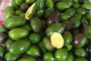 Doctors reveal that eating avocado causes…