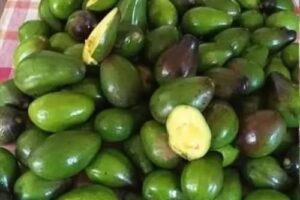 Doctors Reveal the Remarkable Health Benefits of Eating Avocado