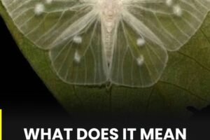 What does it mean when a white butterfly visits you? The symbolism and beliefs behind this curious encounter