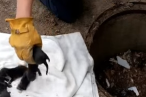 Small Creatures in Sewers Mistaken for Puppies — Experts Reveal Their True Identity