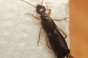 My 7-year-old son got bitten by this. It looks terrifying