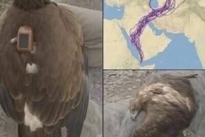 Scientists Tracked an Eagle for 20 Years—What They Learned