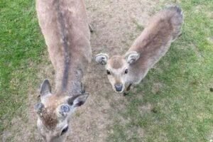 BEYOND THE VEIL Why These Mysterious Deer Left A Cryptic Gift At My Doorstep And The Terrifying Secret Now Haunting My Every Move