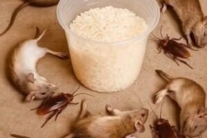 How to get rid of rats and cockroache