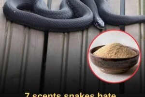 From Ammonia and Vinegar to Cinnamon Oil, Garlic, and Lemongrass, These Seven Strong Scents May Help Deter Snakes Around Your Home—But Experts Explain Why No Smell Works Forever, How to Use Them Safely, and What Real Prevention Steps Matter Most for Keeping Snakes Away Long-Term