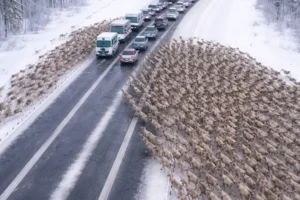 A Christmas Highway Miracle: Thousands of Deer Blocked the Road — But When Drivers Saw What They Were Fleeing From, Shock Spread Through Every Car
