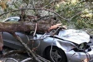 Popular comedian died in sad accident when massive tree limb fell on top of him… Details in comments 👇