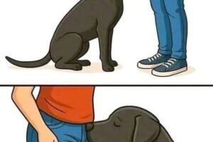 Curious Nose, Awkward Moments