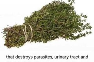 THE MOST POTENT HERB THAT!