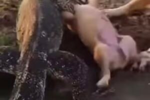 Dog Confronts Giant Lizard to Save Its Puppy