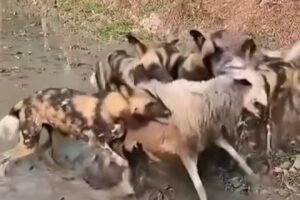 Wild African Dogs Attack a Sheep