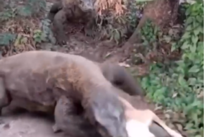 Giant Monitor Lizard Attacks Dog—Shocking Moment Caught on Camera