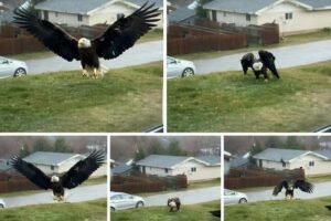 Unusual Large Bird Sighted In South Texas: Scientists And Birdwatchers Investigate An Intriguing Observation