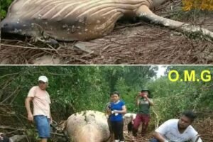The whale was found far from…