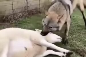 Guard Dog Confronts Wolf to Save a Sheep