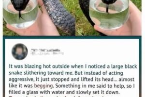 Wild Snake “Begged” Me For Some Water. When Animal Control Realizes Why, They Say, “You Got Lucky!”