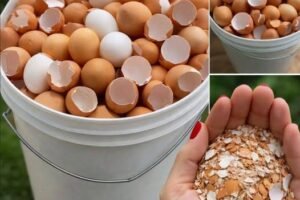 Don’t Toss Those Eggshells: 17 Ways to Reuse Them