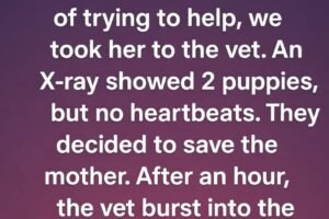 A Miracle Named Hope: How Our Husky and Her Puppy Beat the Odds