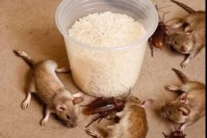 This will make rats and cockroaches disappear, all in the same day. Recipe in comments 👇👇