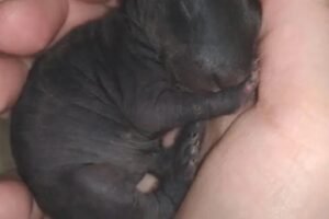 Man brought home a strange creature from the forest. A year later, he was sh0cked by what had grown out of it
