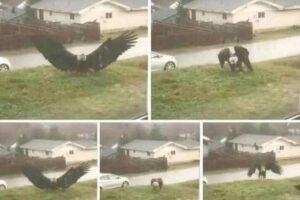 Locals Question Giant Eagle Sighting Near Brownsville