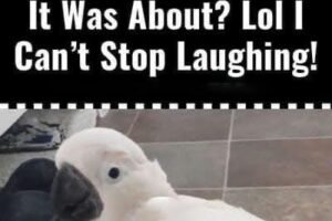 Watch As This Cockatoo Tellss Dad About The Cat. What It Was About? Lo! | Can’t Stop Laughing! Check out the video in the first comment⬇️..