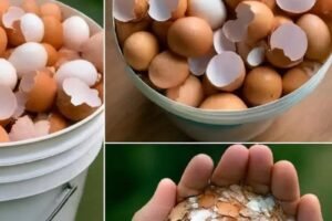 THE TRUTH ABOUT BOILING EGGSHELLS REVEALED