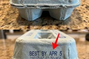 What the Numbers on Your Egg Carton Really Mean