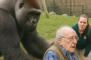 At the zoo, a gorilla suddenly attacked a man in a wheelchair, grabbed the handles of his chair, and refused to let go: the zookeepers tried to save the man, but then something completely unexpected happened