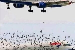 The Mind Blowing Reason This Terrified Pilot Burst Into Tears After An Emergency Landing Saved His Passengers From A Swarm Of Thousands Of Angry Birds –