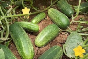 Cucumber Water Benefits and Risks: What Experts Really Say