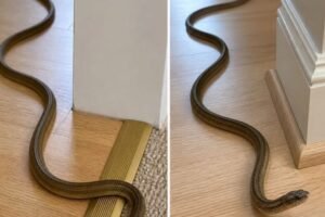 What It Really Means When You Find a Snake Inside Your Home