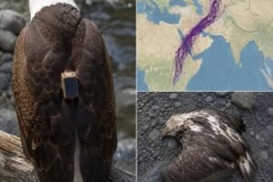An Eagle’s Mysterious Route Confused Researchers for Years Before the Data Finally Told a Different Story