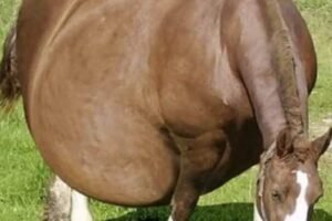 Horse Refuses To Give Birth, When The Vet Sees The Ultrasound He Calls The Police..