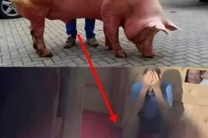The pregnant sow went into labor, had a high fever, and they believed she would die.