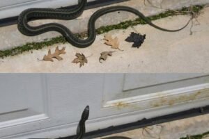 When this snake enters your house, it means you have… See more