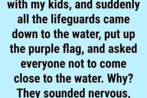 Why You Might See a Purple Flag Flying at the Beach
