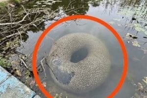 Terrifying Underwater Monster Discovered Floating In Peaceful Village Lake Leaves Locals Completely Frozen In Fear