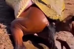 Giant Snake Attacks an Animal Near the River