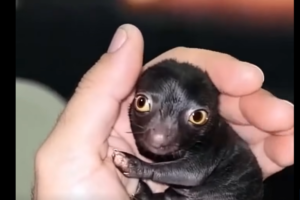 He Brought Home a Strange Forest Creature—A Year Later, He Couldn’t Believe What It Became