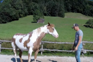 (VIDEO)Man Begins Dancing, but His Horse Takes Center Stage
