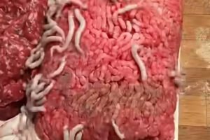 Don’t get fooled by the supermarkets. They’re selling you meat from… See more
