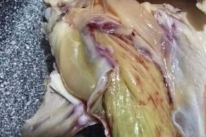 Green Meat in Chicken? Here’s What’s Really Going On